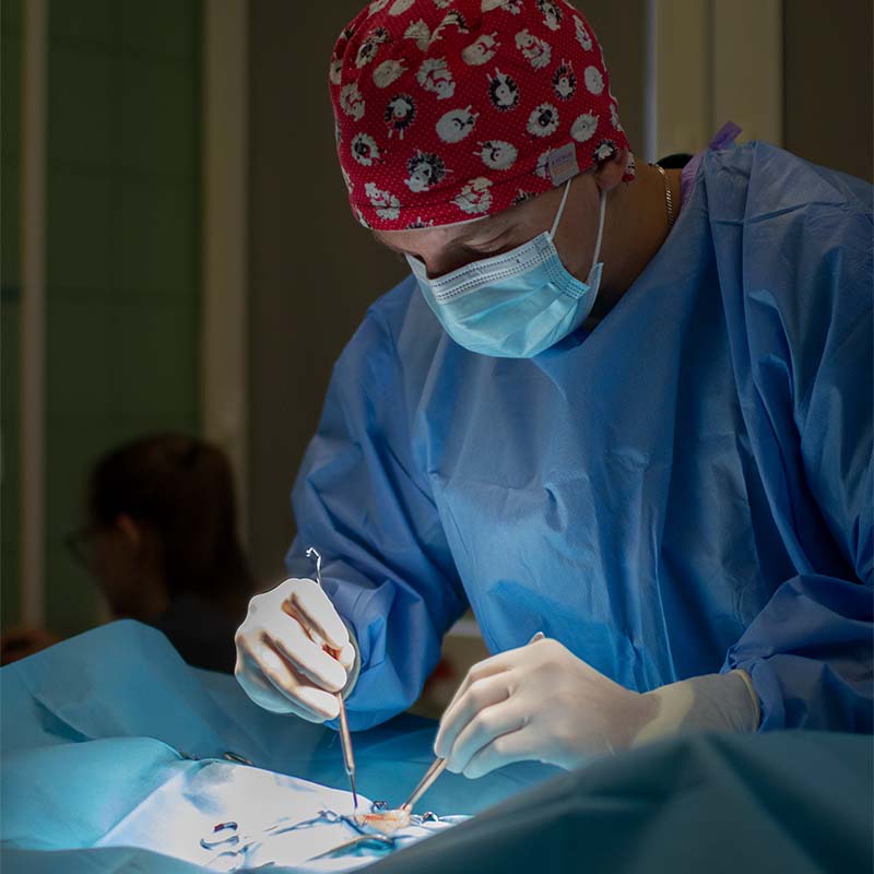 Weterynarz w trakcie operacji, ma na sobie czerwony czepek oraz niebieską maseczkę i fartuch, w dłoniach trzyma narzędzia. Pod polem operacyjnym leży znieczulone zwierzę.