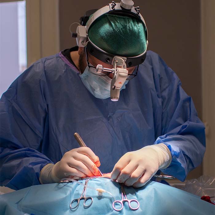 Weterynarz chirurg ortopeda w trakcie zabiegu. Na sobie na czepek, lampę czołową, maseczkę, fartuch i rękawiczki. Operuje znieczulone zwierzę na stole operacyjnym.