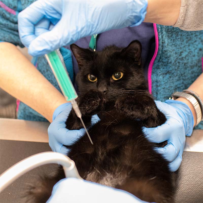 Zdjęcie czarnego kota leżącego na plecach podczas punkcji pęcherza przez weterynarza w celu pobierania moczu do badań. Nad kotem widoczne są dłonie w rękawiczkach i strzykawka z moczem do badań.